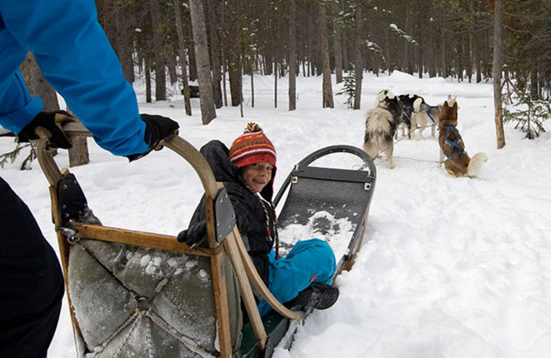 Dog sledding at Breckenridge Discount Lodging.