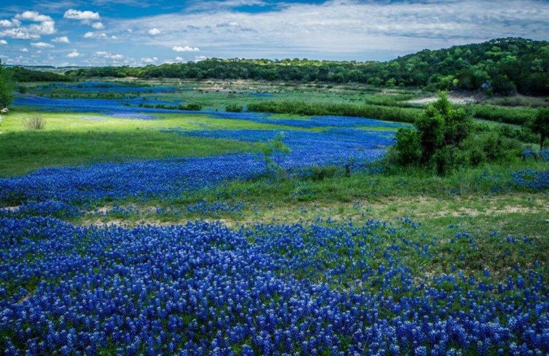 Flower field at Cabin 71.