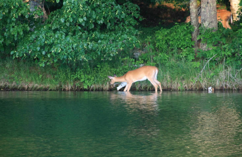 Deer at Pine Terrace Resort.