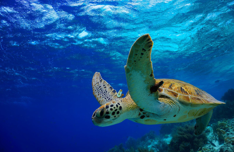 Sea turtle at Kingfisher Vacations, Inc.