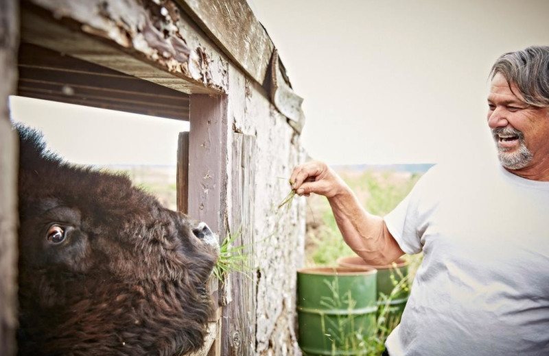 Bison at Mormon Lake Lodge.