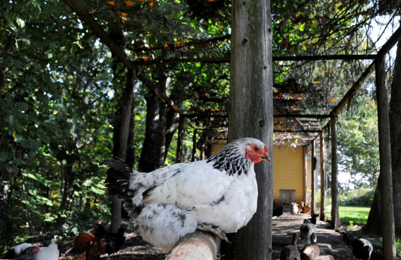 Chickens at Buttermilk Falls Inn & Spa.