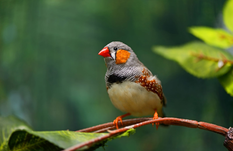 Birding at Sunset Properties.