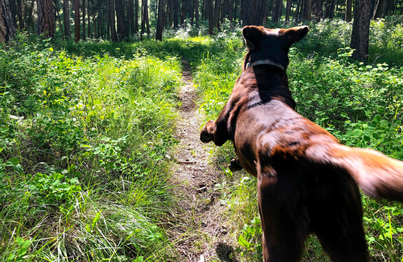 Pets welcome at Hardscabble Ranch.