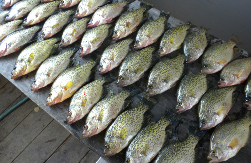 Crappies caught at Sunset Lodge.