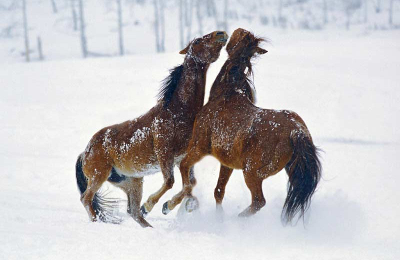 Horses playing in the snow at Vista Verde Ranch.