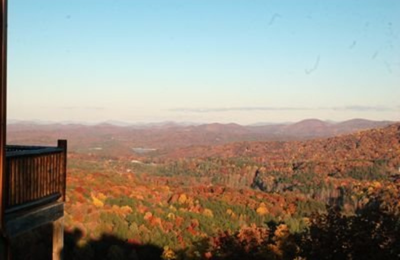 Colorful Trees at JP Ridgeland Cabin Rentals