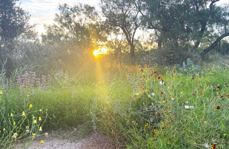 Wildflowers at Canyon of the Eagles Nature Park & Resort.