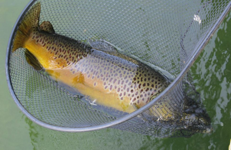 Fishing at Stetson's on the White