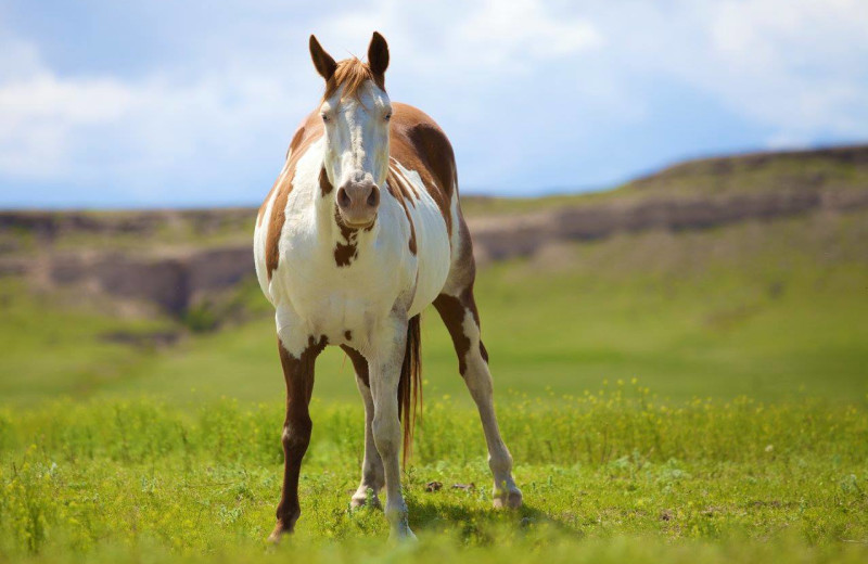 Horse at Colorado Cattle Company Ranch.