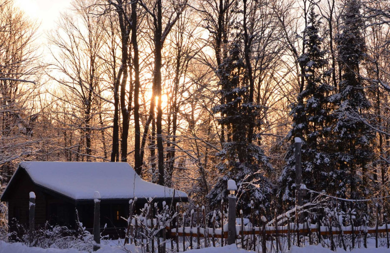 Cabin exterior at Wolf Den Hostel and Nature Retreat.