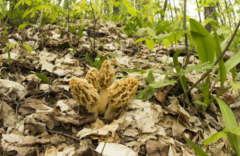 Mushroom hunting at Trout Creek Condominiums.