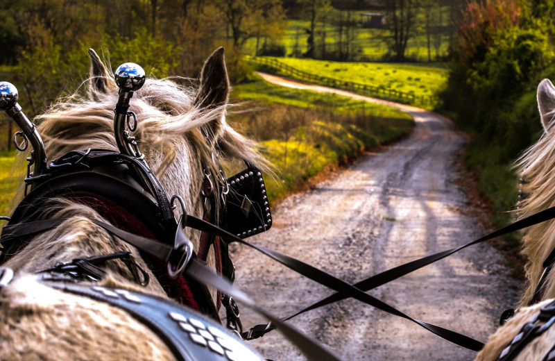 Wagon ride at Forrest Hills Resort.