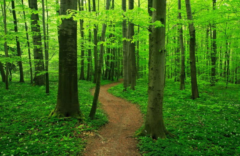 Black River State Forrest near Three Bears Lodge.