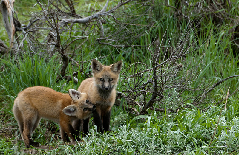 Foxes in Island Park.