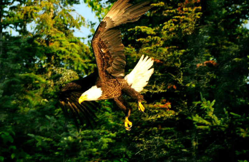 Eagle at Fishing Pipestone Point Resort.