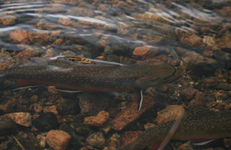 Trout fishing at Woodlands On Fall River.