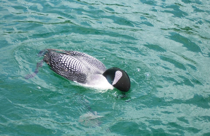 Loon at Shady Roost Lodge.