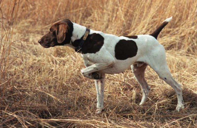 Dog pointing at Harpole's Heartland Lodge.