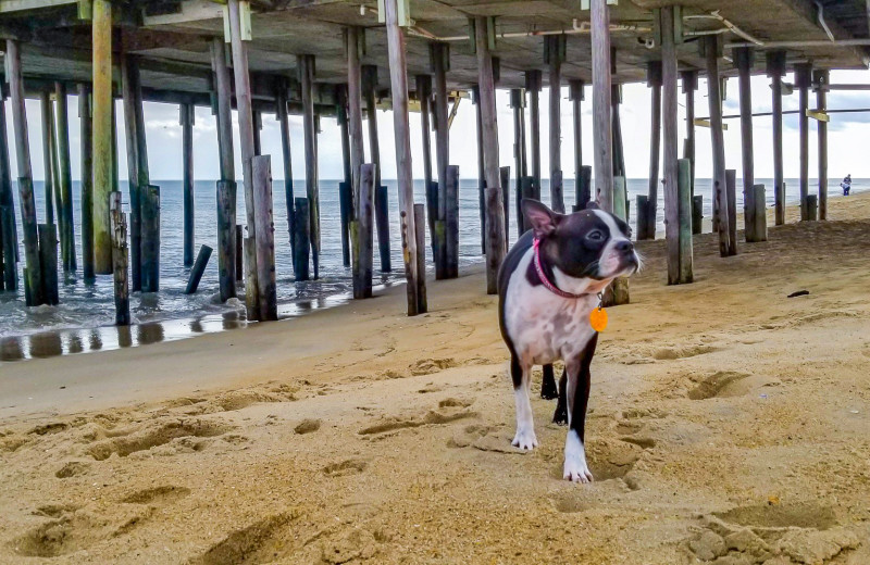 Pets welcome at Joe Lamb Jr. & Associates Vacation Rentals.