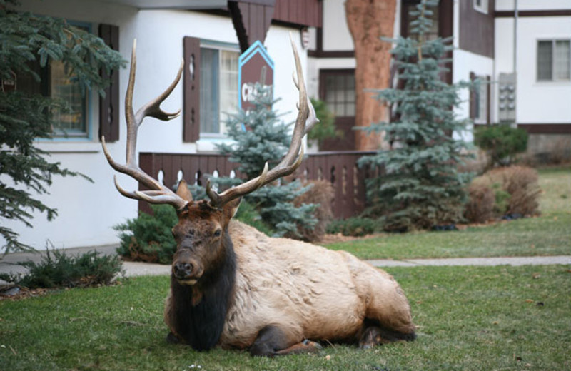 Wildlife at Fawn Valley Inn.