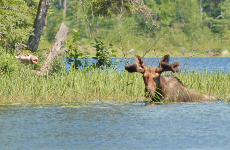 Moose sighted at Moose Track Adventures Resort.