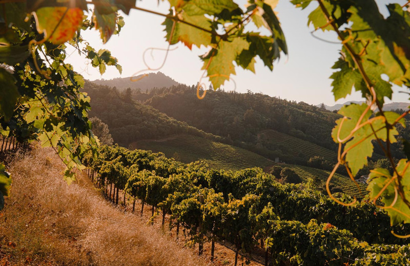 Vineyard near Hotel Healdsburg.