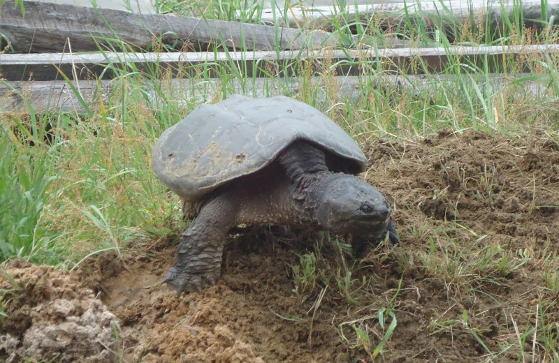 Snapping turtle at Red Pine Wilderness Lodge.