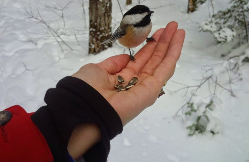 Bird feeding at The Couples Resort.