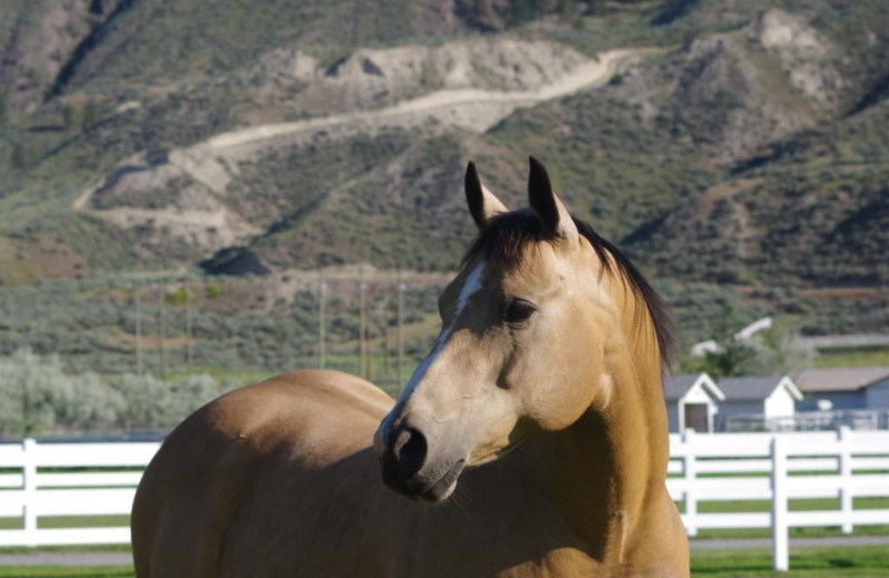 Horse at South Thompson Inn & Conference Centre.