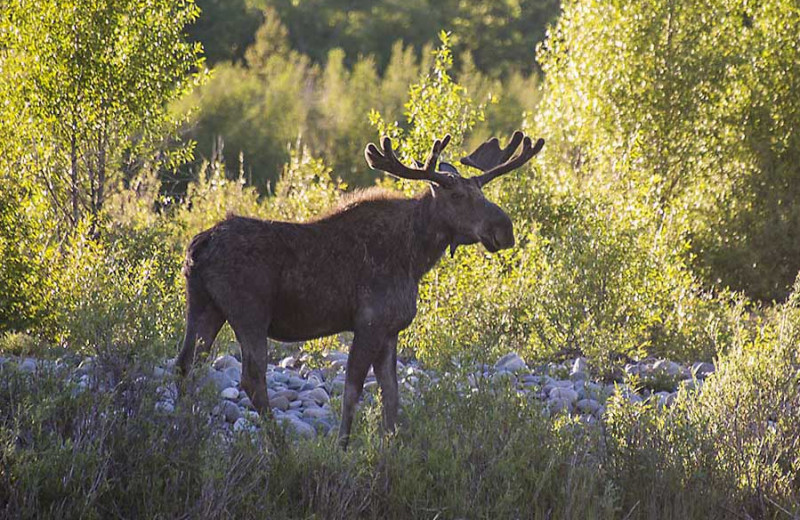 Moose at Triangle X Ranch.