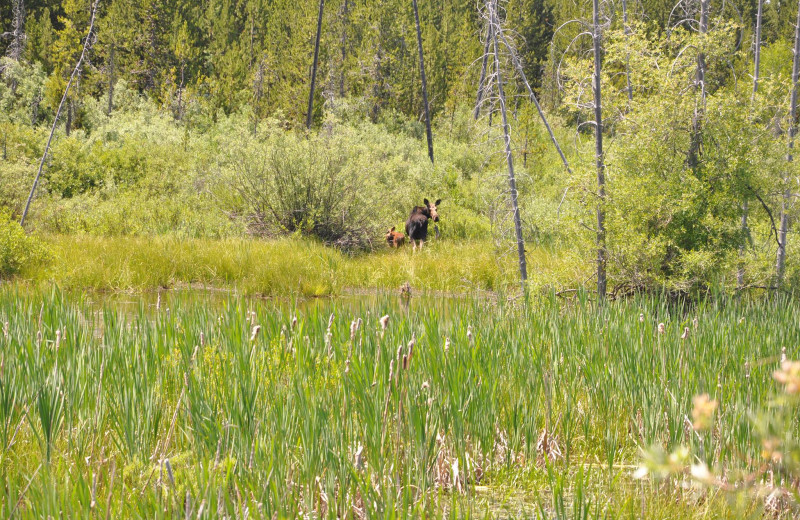 Wildlife at Grandma's Cabin.