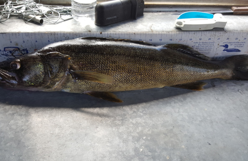 Fishing at Elk Lake Wilderness Resort.