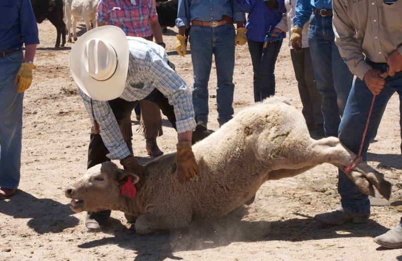 Ranch activities at Colorado Cattle Company Ranch.