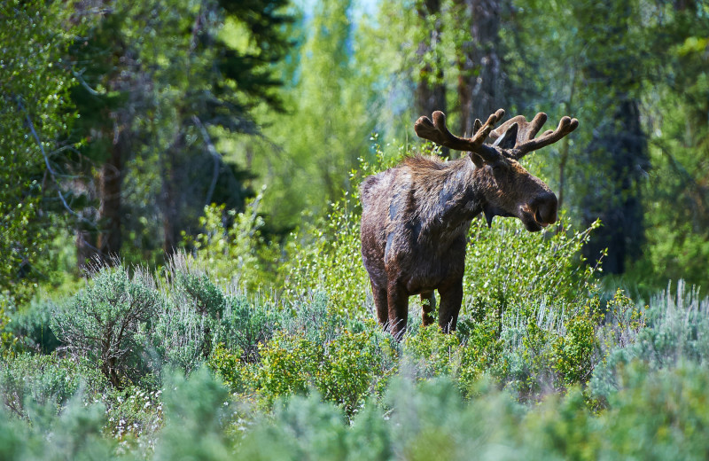 Moose at Jackson Lake Lodge.