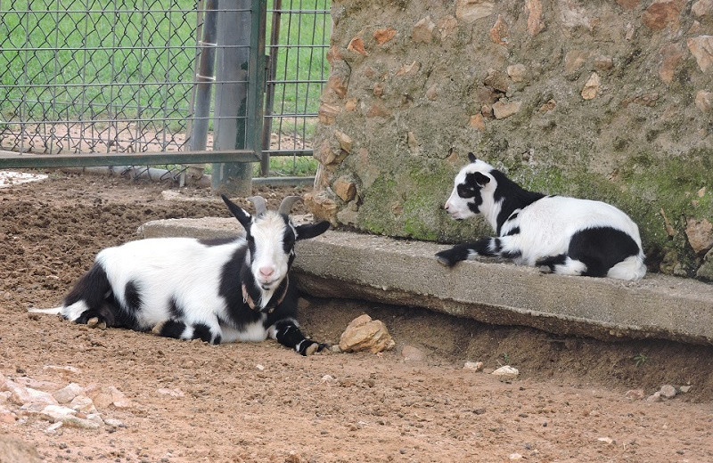 Goats The Exotic Resort Zoo.