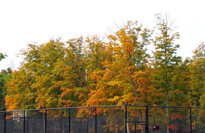 Fall colors at Northernaire Resort.