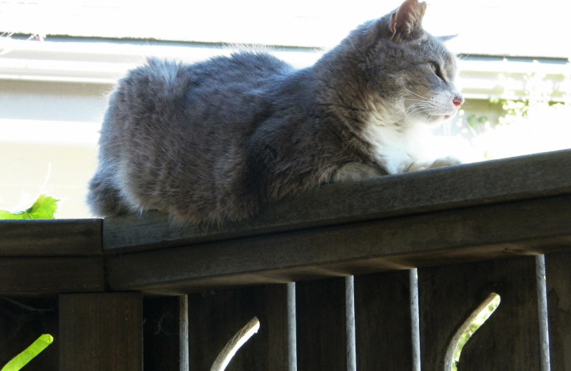 Pets welcome at Cambria Pines Lodge in pet-friendly rooms (call for reservation).