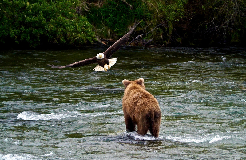 Bear and eagle at Alaska Rainbow Lodge.