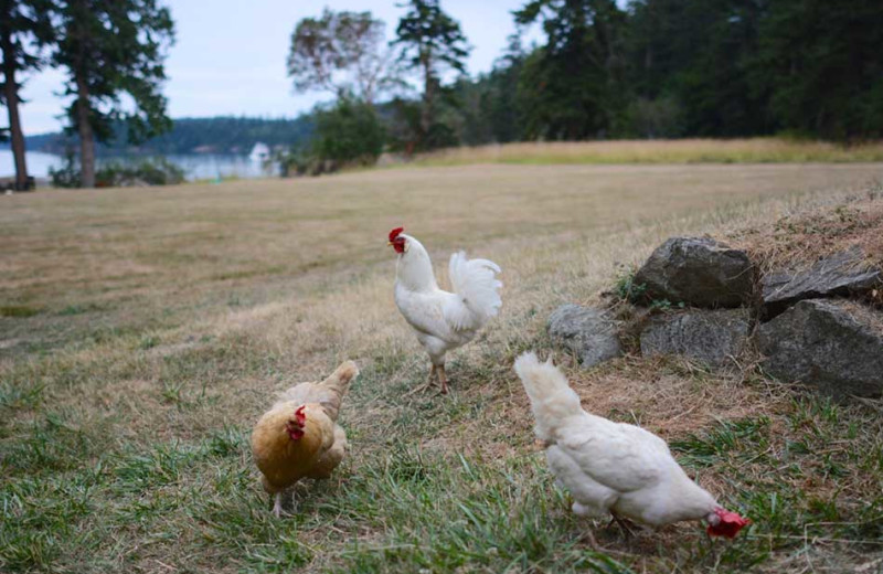 Chickens at Pebble Cove Farm.