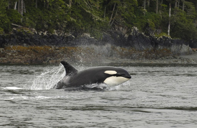 Killer whale at Grizzly Bear Lodge & Safari.