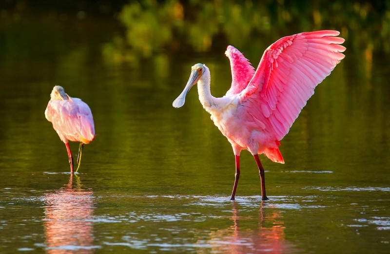 Birds at Sundial Beach Resort 