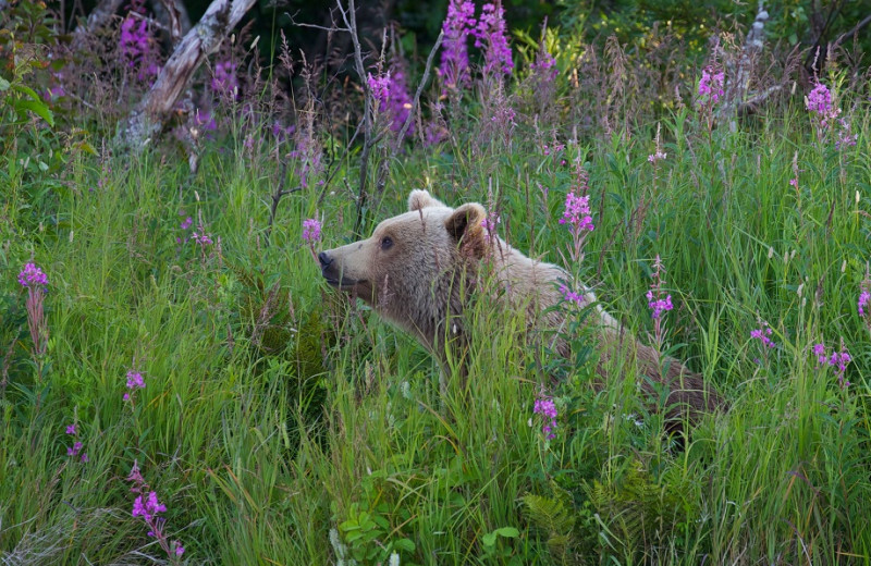 Bear at Alagnak Lodge.