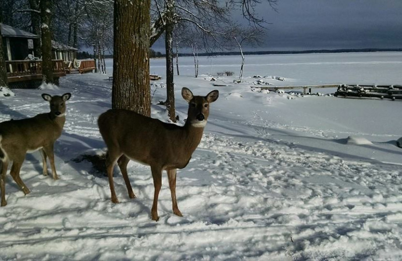 Deer at Park Point Resort.