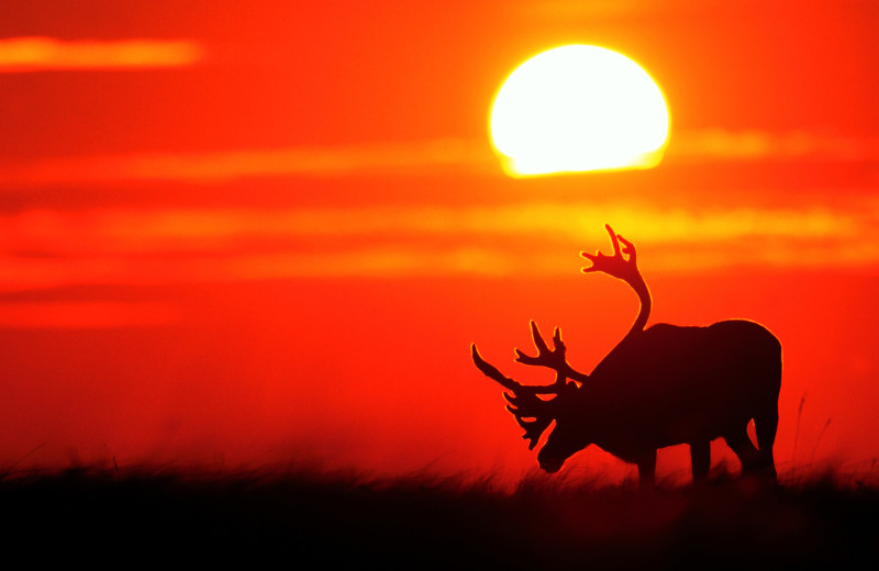 Elk at King Salmon Lodge.