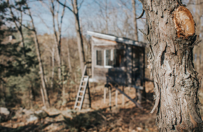 Tree house exterior at Bobs Lake Cottages.