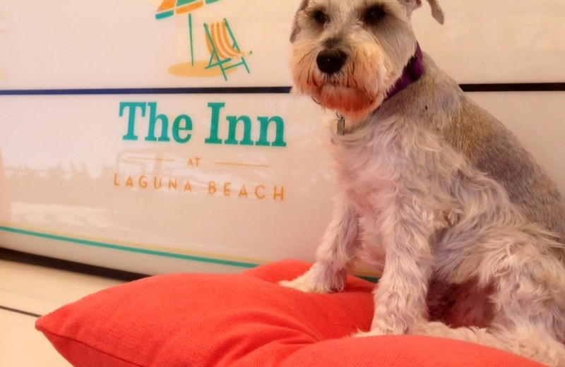 Pets welcome at Casa Loma Beach Hotel.