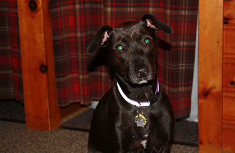 Pets welcome at YMCA Camp Northern Lights.