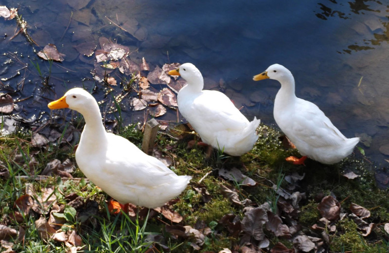 Ducks at Osprey Point.