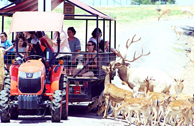 Safari tour at The Exotic Resort Zoo.